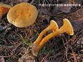Hygrophoropsis aurantiaca-amf801